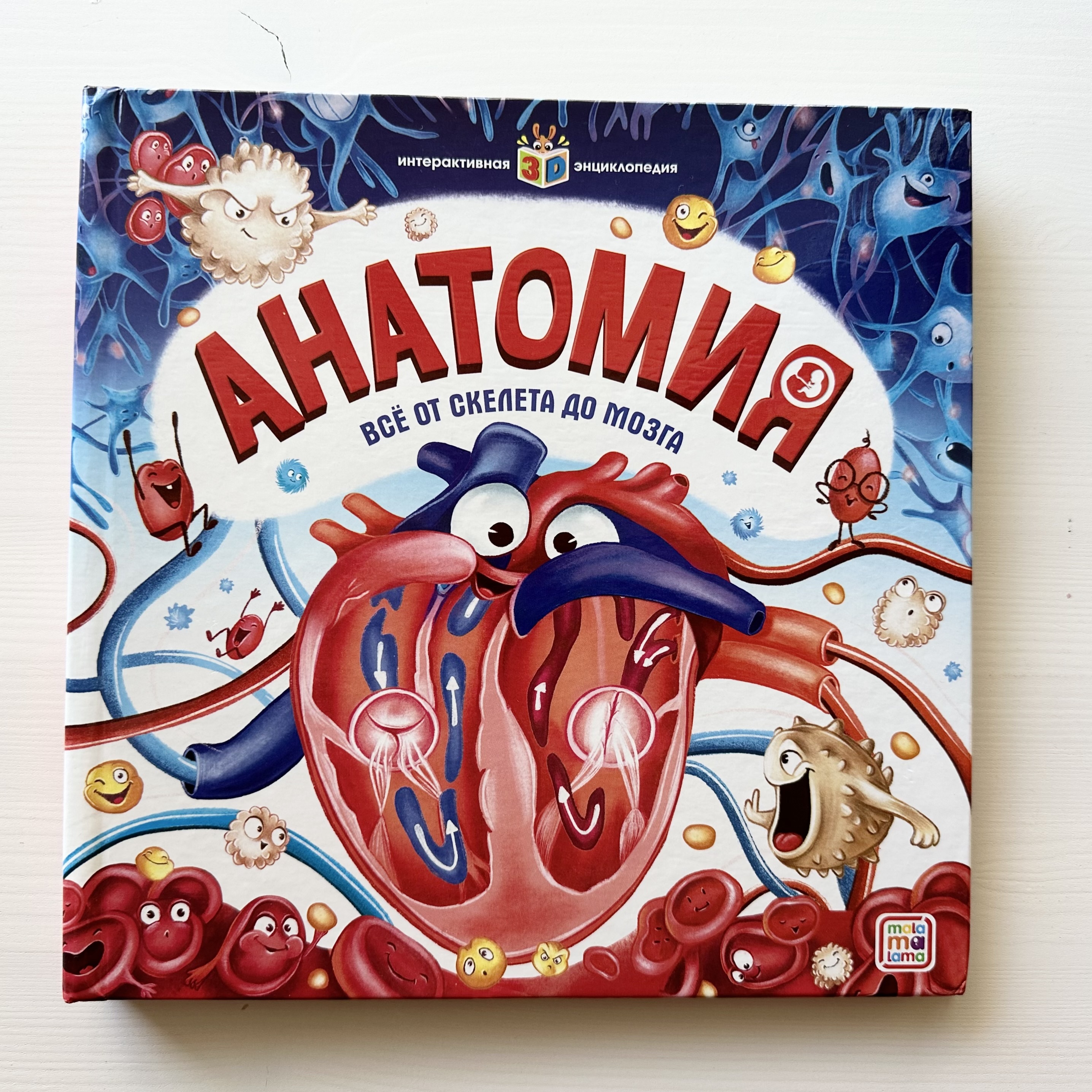 Anatomy: From Skeleton to Brain